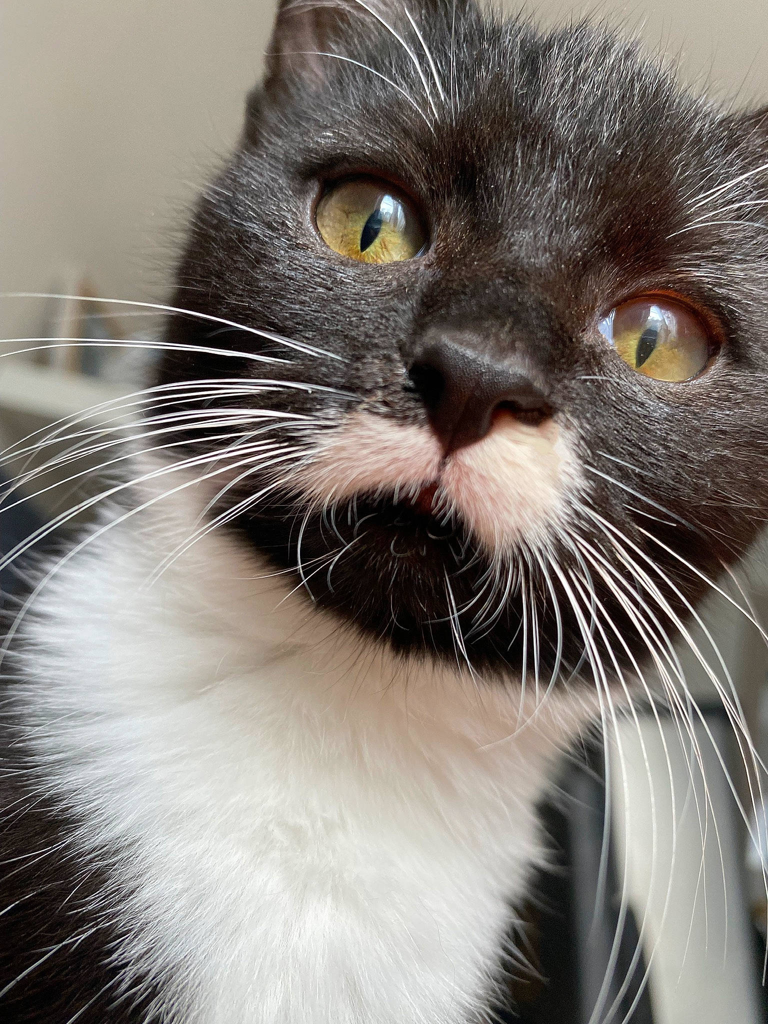 Maggie a rejoint le concours — aidez-le/la à gagner de superbes lots ! carnivore, cat, domestic_short_haired_cat, ear, felidae, fur, iris, monochrome_photography, small_to_medium_sized_cats, snout, terrestrial_animal, whiskers, window