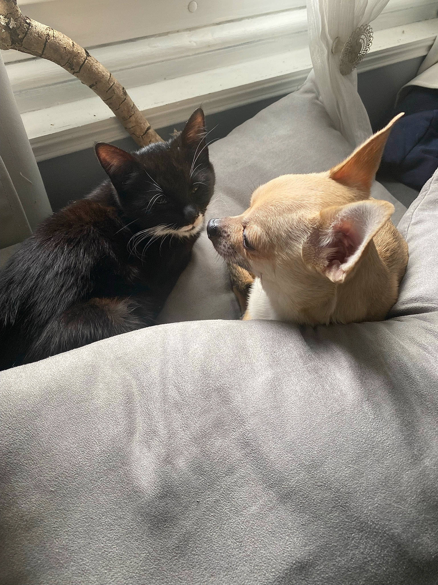 Maggie a rejoint le concours — aidez-le/la à gagner de superbes lots ! bedding, canidae, carnivore, cat, claw, comfort, domestic_short_haired_cat, fawn, felidae, fur, linens, nap, room, small_to_medium_sized_cats, snout, tail, terrestrial_animal, tree, whiskers, window