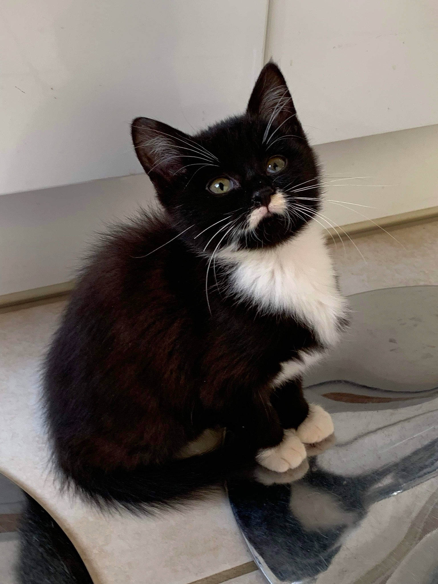 Maggie a rejoint le concours — aidez-le/la à gagner de superbes lots ! black_cat, box, carnivore, cat, cat_supply, claw, comfort, domestic_short_haired_cat, felidae, flooring, fur, grey, paw, sitting, small_to_medium_sized_cats, snout, tail, whiskers, window