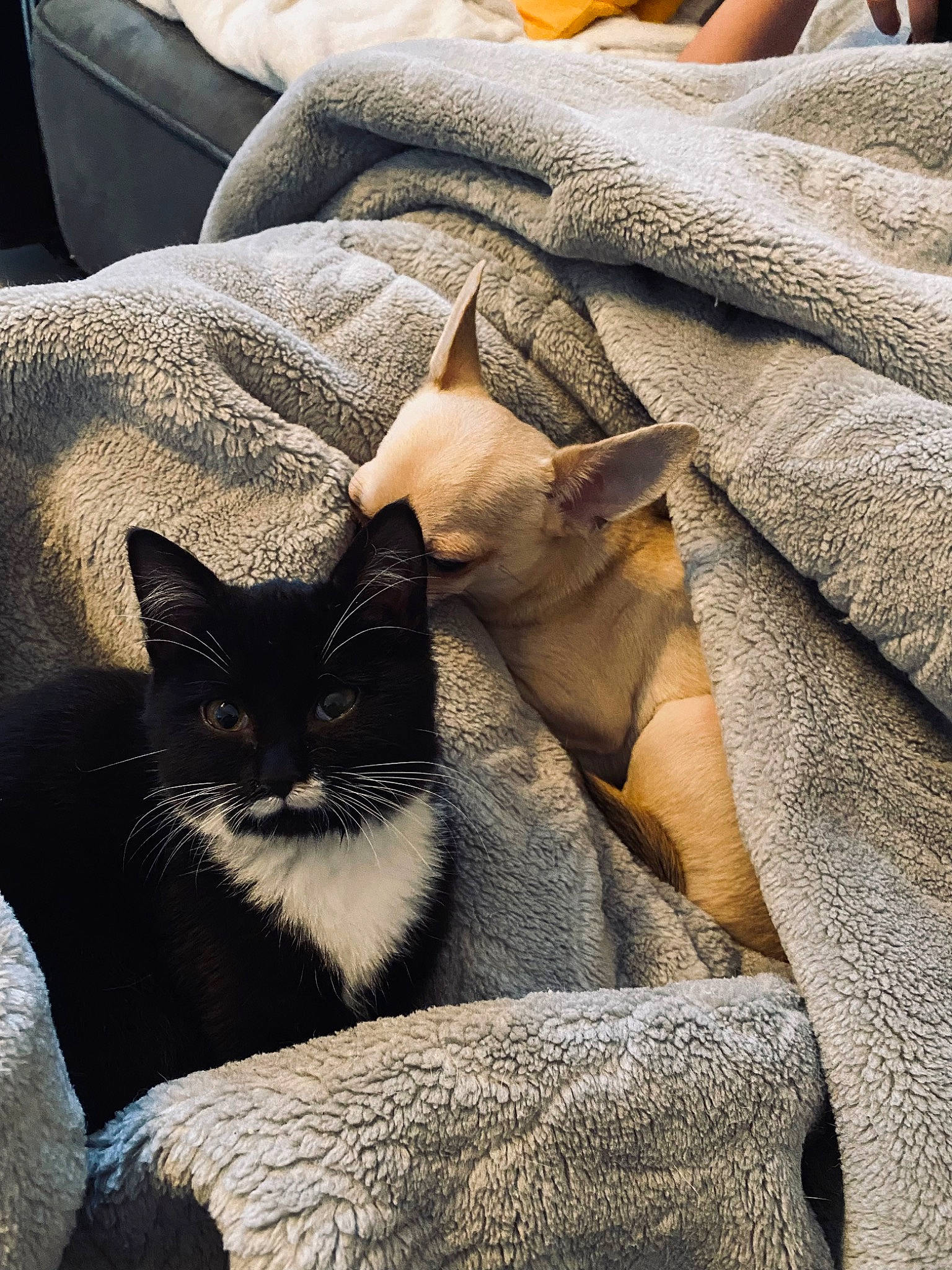 Maggie participe au concours pour gagner de l'argent avec cette photo : carnivore, cat, cat_supply, comfort, domestic_short_haired_cat, fawn, felidae, fur, grey, linens, sitting, small_to_medium_sized_cats, snout, tail, terrestrial_animal, textile, tints_and_shades, whiskers, window, wood