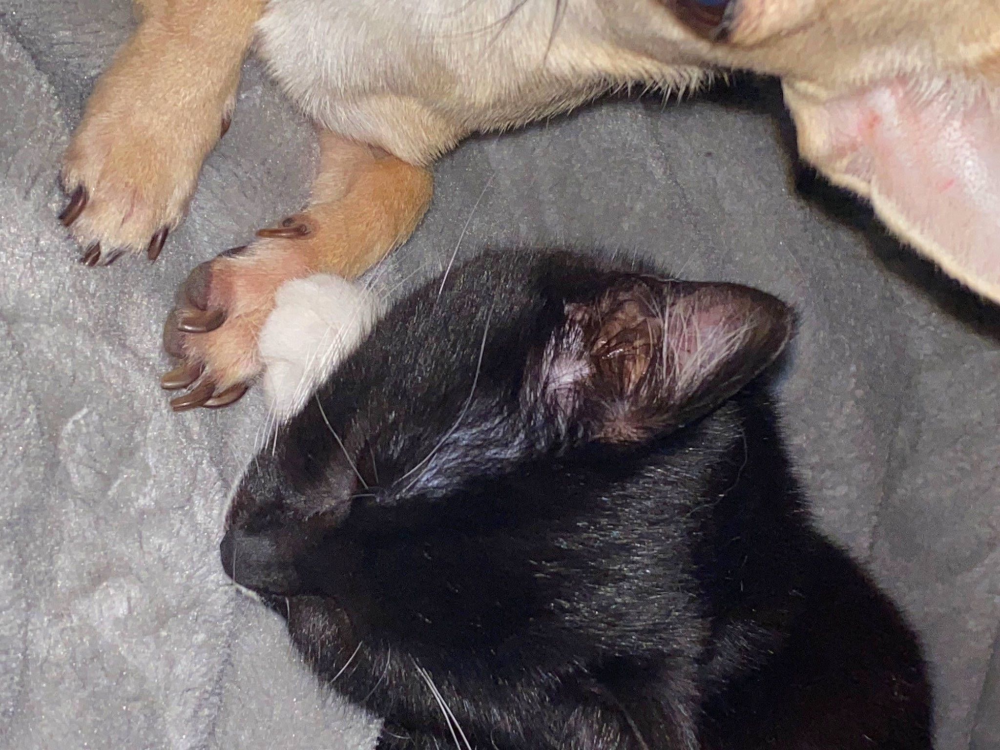 Maggie a rejoint le concours — aidez-le/la à gagner de superbes lots ! black_cat, bombay, brown, carnivore, cat, claw, comfort, companion_dog, dog_breed, domestic_short_haired_cat, felidae, fur, grey, nap, paw, small_to_medium_sized_cats, snout, tail, terrestrial_animal, whiskers