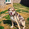 Moo joined the competition — help win amazing prizes! dog, canine, pit_bull, spotted_coat, brown_and_white, sitting, outdoor, backyard, grass, lawn, brick_house, window, fence, leash, chain, collar, portrait, animal, sunlight, serious_expression