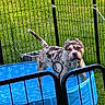 Moo joined the competition — help win amazing prizes! dog, pit_bull, standing, outdoor, backyard, grass, fence, pool, kiddie_pool, blue, paw_prints, water, pet, animal, portrait, muscular, spotted, short_hair, alert, sunny