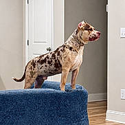 Moo is registered to the contest to win money with this photo: dog, canine, spotted_coat, brown_and_white, standing, indoors, living_room, couch, furniture, collar, open_mouth, tongue, alert, muscular, short_hair, door, wall, light_switch, hardwood_floor, portrait