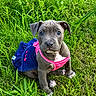 puppy, dog, canine, pit_bull, sitting, grass, outdoor, portrait, pet, animal, gray_coat, pink_harness, dog_clothing, blue_outfit, fashionable, front_view, cute, eyes, backyard, nature