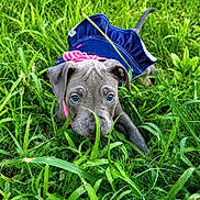 Raina is registered to the contest to win money with this photo: puppy, dog, grass, outdoor, pet, animal, blue_eyes, gray_fur, lying_down, portrait, close_up, clothing, blue_outfit, pink_collar, greenery, lawn, cute, adorable, floppy_ears, nature