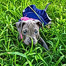 puppy, dog, grass, outdoor, pet, animal, blue_eyes, gray_fur, lying_down, portrait, close_up, clothing, blue_outfit, pink_collar, greenery, lawn, cute, adorable, floppy_ears, nature