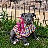 puppy, dog, canine, sitting, outdoors, grass, fence, brick_wall, colorful_clothing, polka_dot, pink_ribbon, costume, portrait, front_view, wide_eyes, floppy_ears, short_fur, gray_fur, garden, adorable