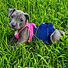 puppy, dog, gray_dog, grass, outdoors, pet, animal, canine, pink_clothing, denim_skirt, clothing, lying_down, portrait, close_up, greenery, garden, cute, adorable, looking_at_camera, summer