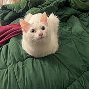 Tofu joined the competition — help win amazing prizes! cat, white_cat, pet, animal, indoor, bed, blanket, green_blanket, feline, cute, fur, ears, whiskers, looking_up, domestic_cat, cozy, soft, curious, resting, sleepy