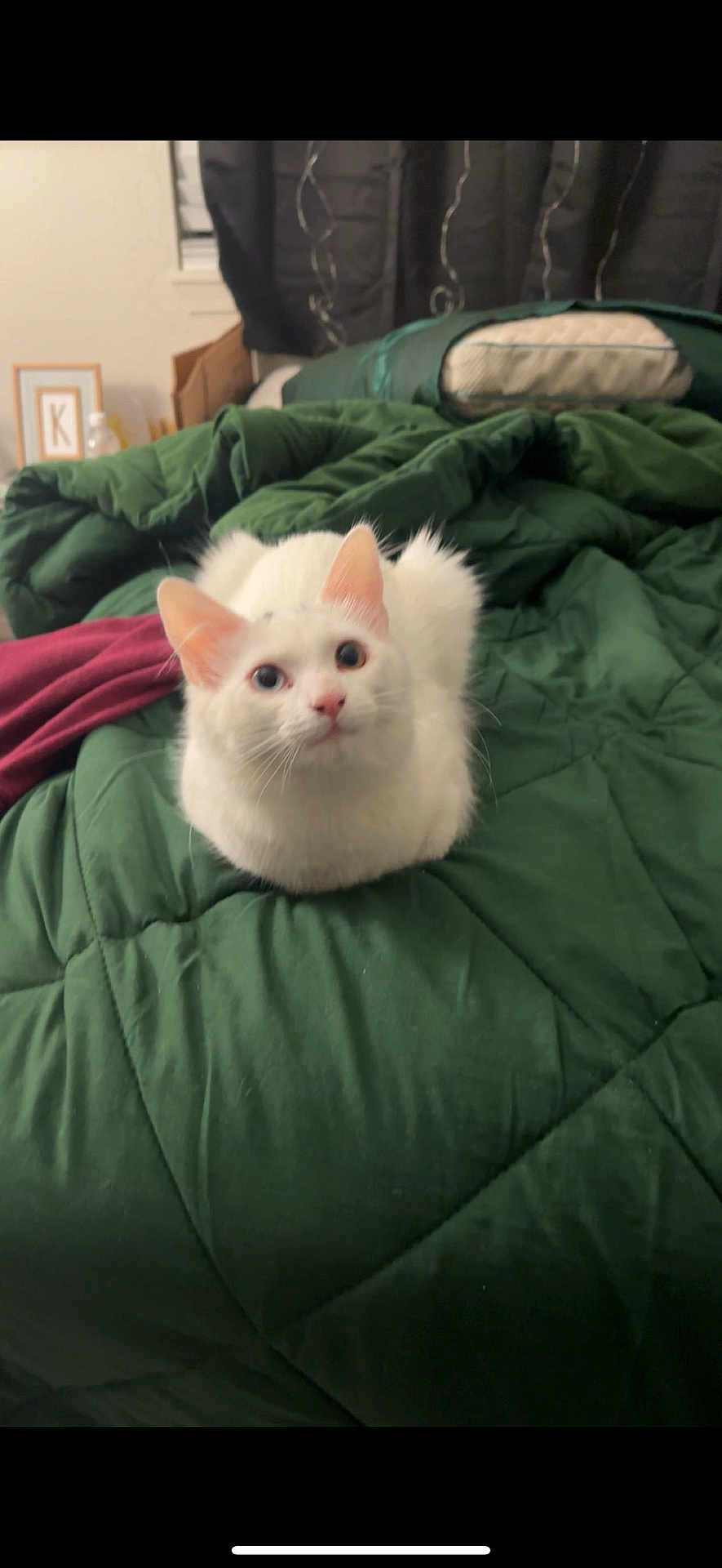 Tofu joined the competition — help win amazing prizes! cat, white_cat, pet, animal, indoor, bed, blanket, green_blanket, feline, cute, fur, ears, whiskers, looking_up, domestic_cat, cozy, soft, curious, resting, sleepy