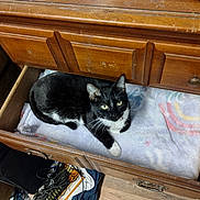 Oreo is registered to the contest to win money with this photo: animal, bag, box, cabinet, cat, closet, cupboard, desk, drawer, dresser, furniture, hardwood, kitten, pet, plywood, shelf, sideboard, stainedwood, table, wood