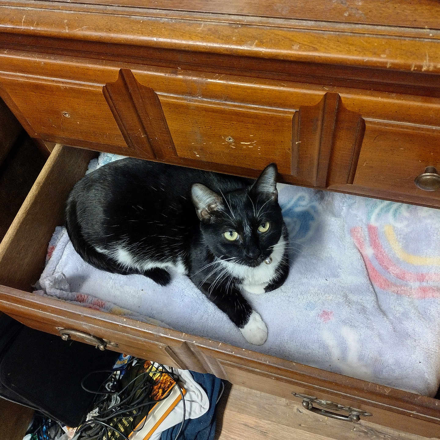 Oreo is registered to the contest to win money with this photo: animal, bag, box, cabinet, cat, closet, cupboard, desk, drawer, dresser, furniture, hardwood, kitten, pet, plywood, shelf, sideboard, stainedwood, table, wood