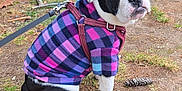 Rosie is registered to the contest to win money with this photo: animal, black_and_white, canine, cute, dog, expression, fur, grass, harness, leash, nature, outdoor, pet, pinecone, pink, puppy, purple, sitting, sweater, winter_clothing