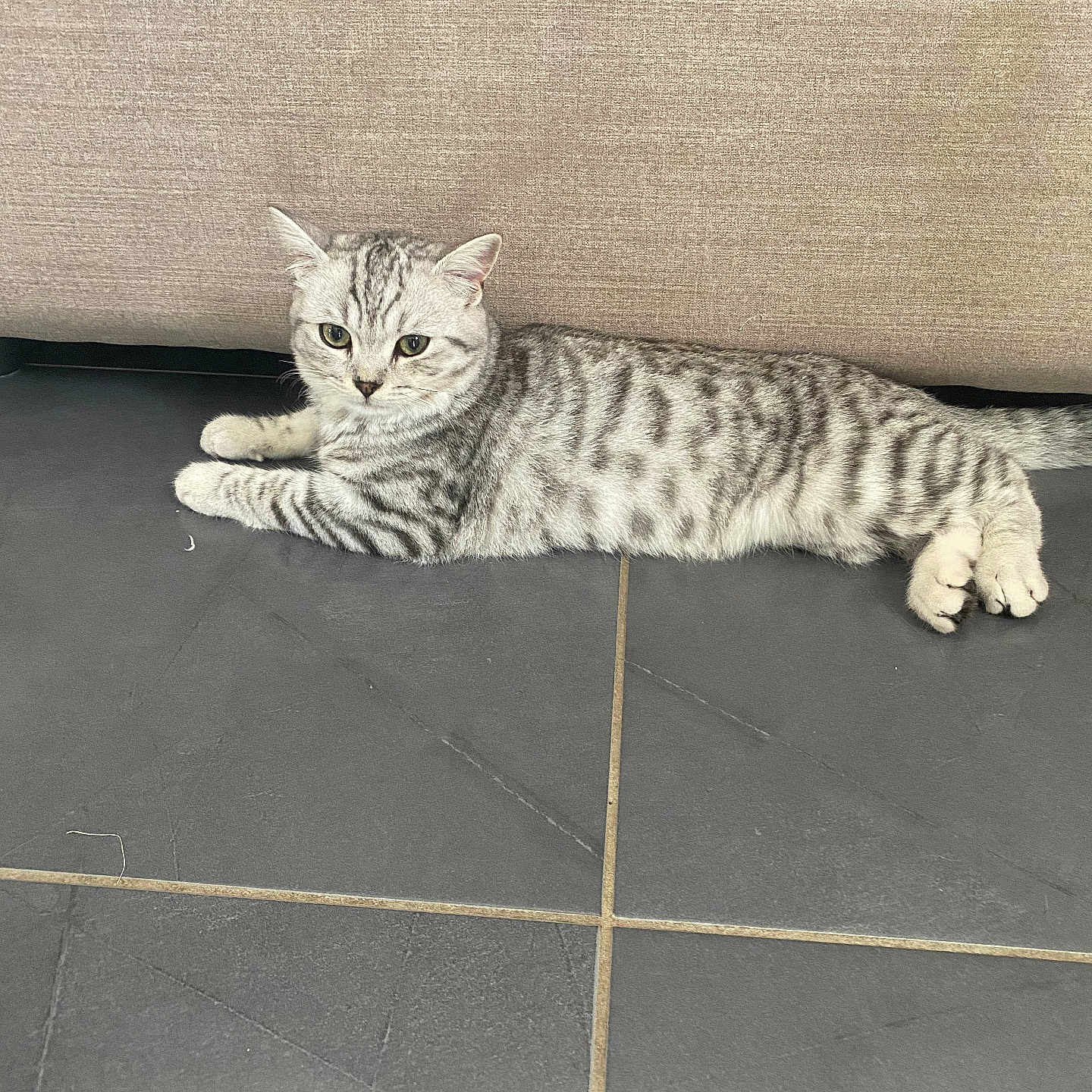Ares participe au concours pour gagner de l'argent avec cette photo : animal, beige, cat, couch, cute, domestic_cat, ears, feline, floor, indoor, looking, lounging, paws, pet, relaxed, silver_tabby, striped, tail, tile, whiskers