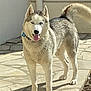 animal, blue_eyes, canine, collar, daylight, dog, domestic_animal, fur, happy, mammal, nature, outdoor, pet, portrait, siberian_husky, standing, stone_patio, sunlight, tail, tongue