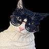 Oreo is registered to the contest to win money with this photo: cat, black_and_white, glasses, turtleneck, sweater, pet, portrait, fashion, stylish, cozy, cute, animal, whiskers, face, indoor, black_background, closeup, feline, eyewear, adorable