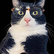 Oreo is registered to the contest to win money with this photo: cat, tuxedo_cat, glasses, wide_eyes, black_background, whiskers, pink_nose, portrait, animal, pet, fur, cute, curious, close_up, face, eyewear, black_and_white, indoor, funny, expression