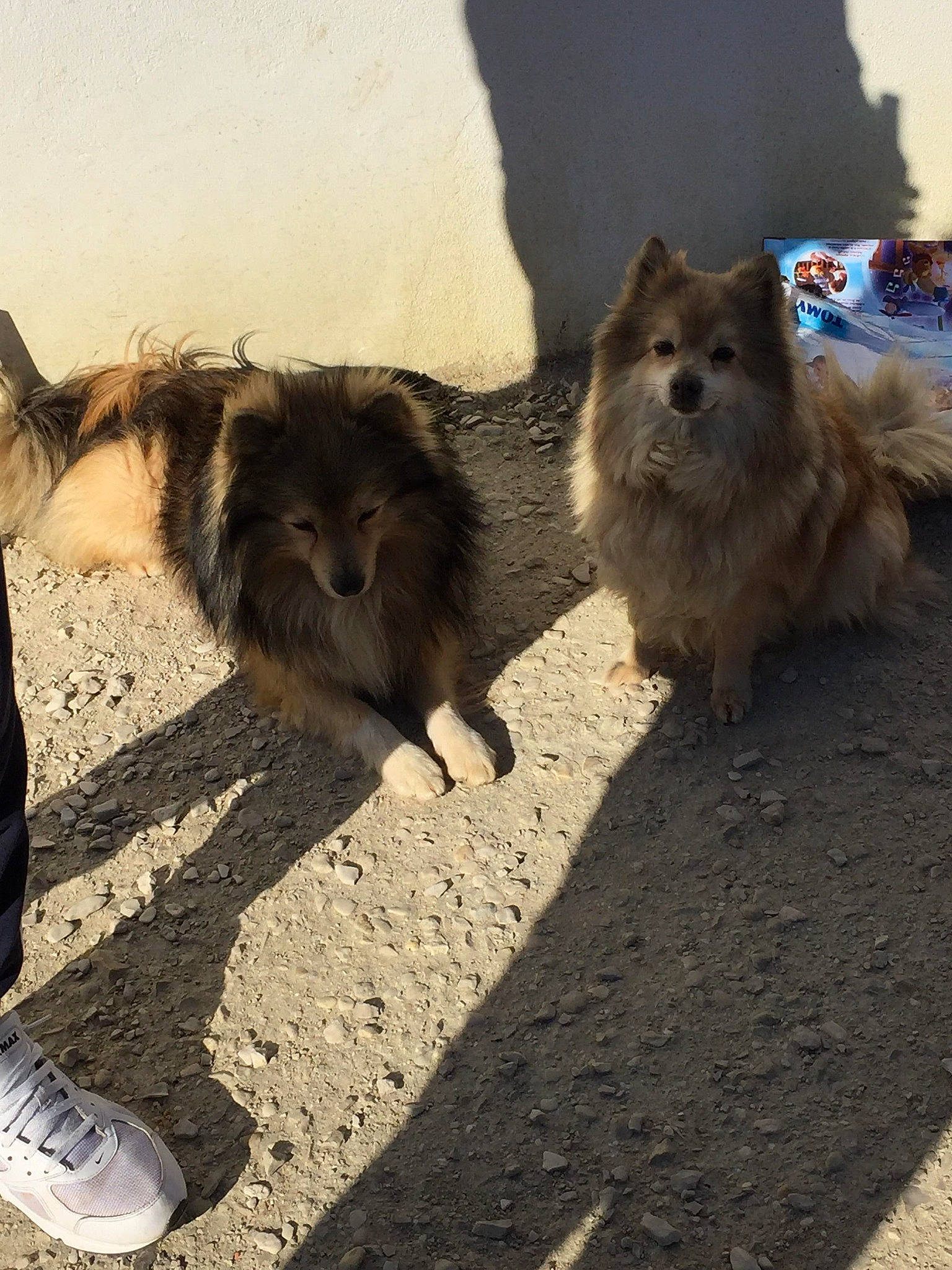 Dixie a rejoint le concours — aidez-le/la à gagner de superbes lots ! carnivore, companion_dog, dog, dog_breed, fawn, felidae, fur, german_spitz, german_spitz_klein, german_spitz_mittel, paw, road_surface, small_to_medium_sized_cats, spitz, street_dog, tail, terrestrial_animal, toy_dog, whiskers, working_animal