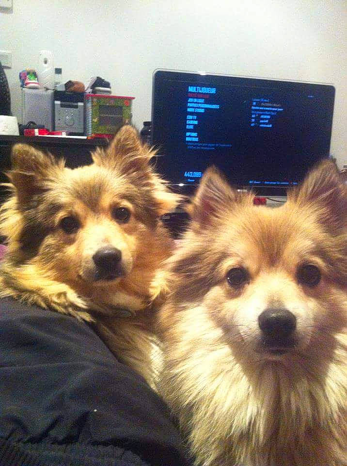 Dixie participe au concours pour gagner de l'argent avec cette photo : canidae, carnivore, chair, clock, companion_dog, dog, dog_breed, fur, pomeranian, puppy, snout, spitz, sporting_group, sports_equipment, terrestrial_animal, toy_dog, whiskers, working_dog