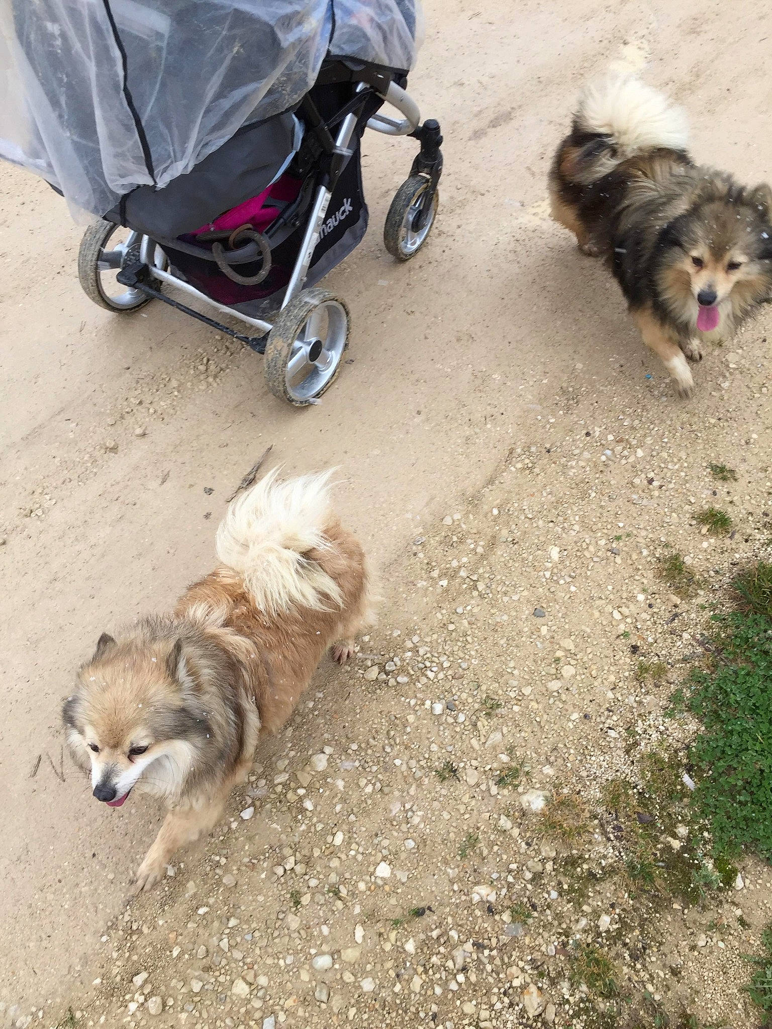 Dixie participe au concours pour gagner de l'argent avec cette photo : bag, carnivore, companion_dog, dog, dog_breed, dog_supply, fashion_accessory, fawn, fur, leash, luggage_and_bags, pet_supply, sand, sporting_group, toy_dog, travel, vertebrate, walking, wheel, working_animal