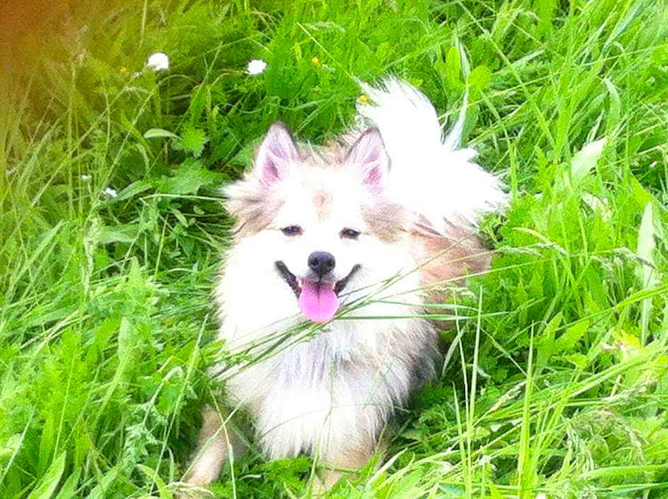 Dixie a rejoint le concours — aidez-le/la à gagner de superbes lots ! canidae, carnivore, collie, companion_dog, dog, dog_breed, fang, fur, grass, grassland, happy, pasture, plant, scotch_collie, smile, sporting_group, tree, volpino_italiano, whiskers, wildlife