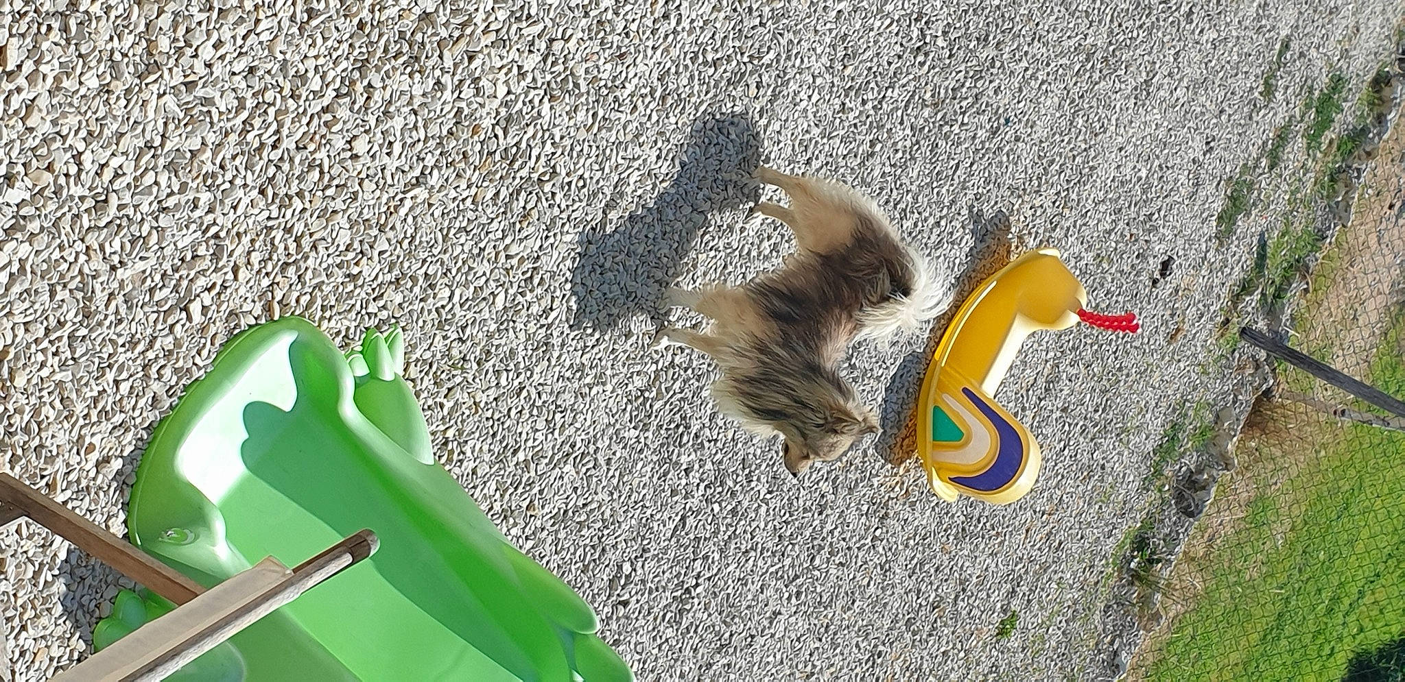 Hoscar a rejoint le concours — aidez-le/la à gagner de superbes lots ! art, asphalt, city, concrete, flooring, font, fun, grass, grass_family, landscape, road, road_surface, shadow, sidewalk, soil, street, symbol, tail, tar, visual_arts