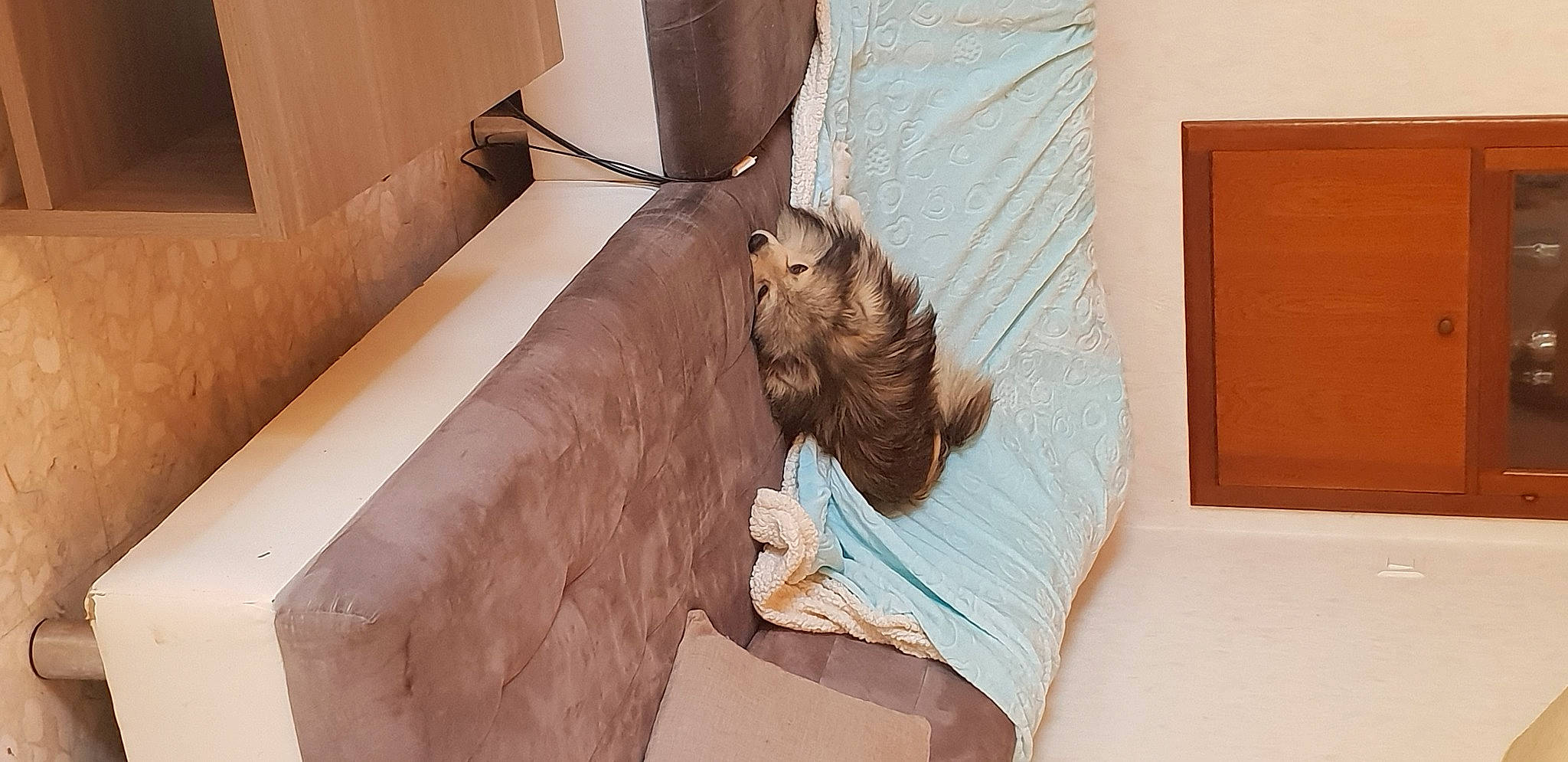 Hoscar a rejoint le concours — aidez-le/la à gagner de superbes lots ! bedding, bedroom, comfort, companion_dog, couch, fawn, felidae, floor, flooring, hardwood, house, human_leg, interior_design, leg, linens, liver, pillow, small_to_medium_sized_cats, textile, wood