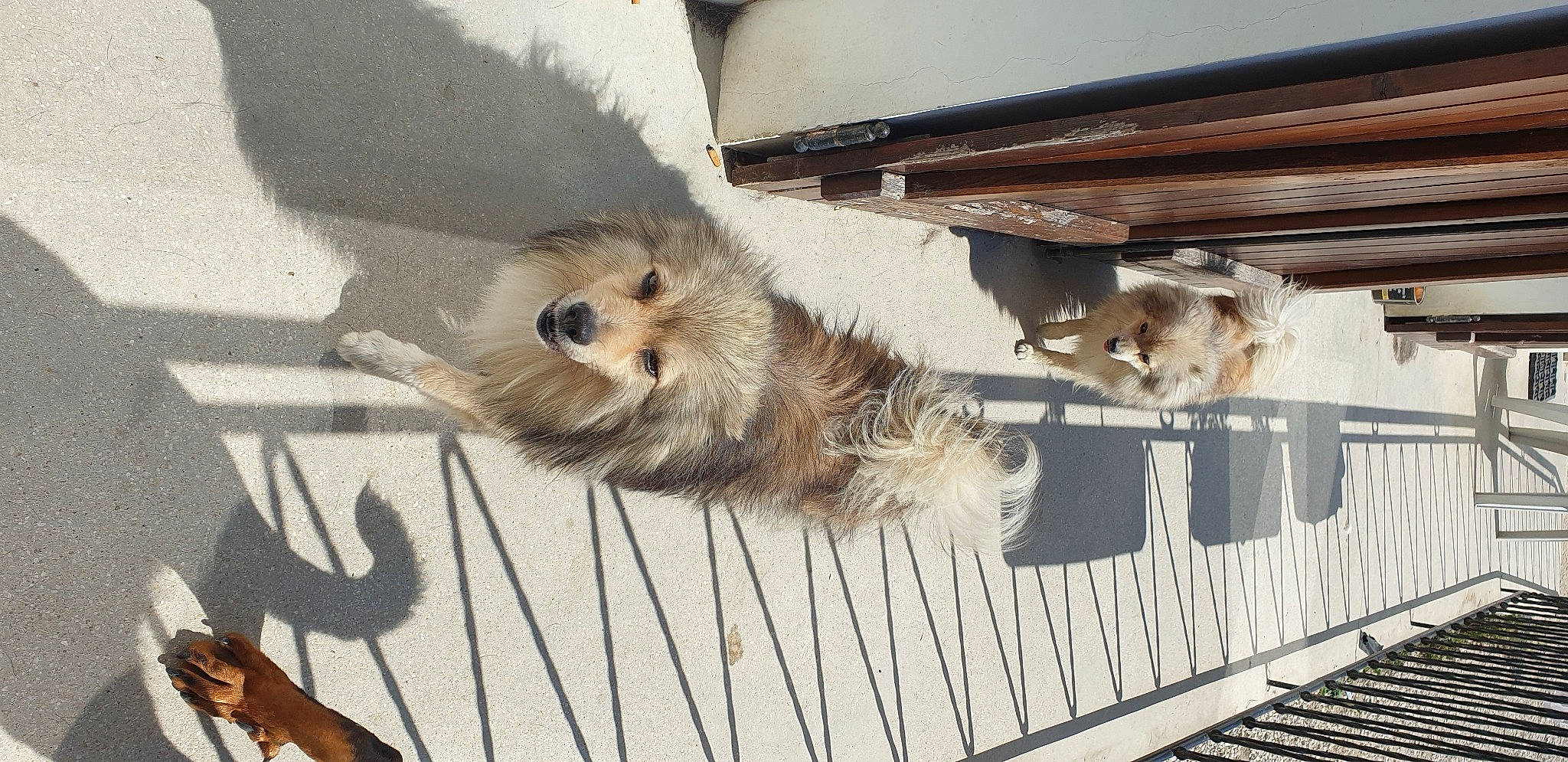 Hoscar participe au concours pour gagner de l'argent avec cette photo : animal_shelter, automotive_exterior, canidae, carnivore, claw, companion_dog, dog_breed, fawn, felidae, fence, fur, paw, small_to_medium_sized_cats, snout, sporting_group, tail, terrestrial_animal, whiskers, window, wood