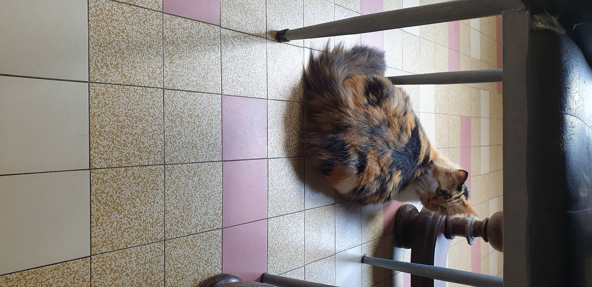 Lily a rejoint le concours — aidez-le/la à gagner de superbes lots ! canidae, cat, domestic_rabbit, domestic_short_haired_cat, fawn, felidae, flooring, fur, hardwood, pet_supply, rabbit, rabbits_and_hares, small_to_medium_sized_cats, snout, tail, terrestrial_animal, tile_flooring, whiskers, window, wood