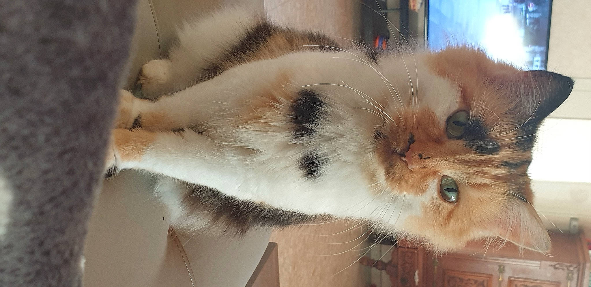 Lily a rejoint le concours — aidez-le/la à gagner de superbes lots ! balinese, carnivore, cat, claw, comfort, companion_dog, domestic_short_haired_cat, ear, fawn, felidae, fur, paw, small_to_medium_sized_cats, snout, tail, whiskers