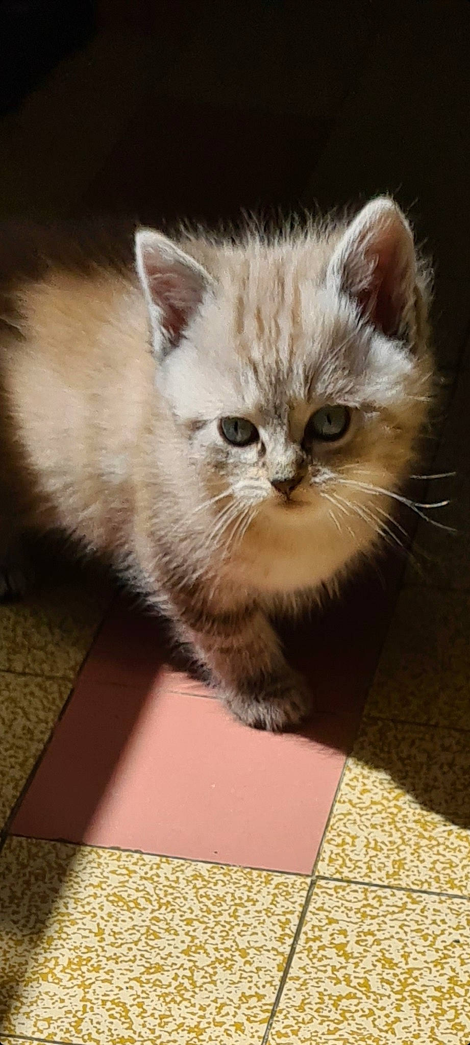 Kalie a rejoint le concours — aidez-le/la à gagner de superbes lots ! box, british_longhair, carnivore, cat, cat_supply, domestic_short_haired_cat, fawn, felidae, fur, pet_supply, small_to_medium_sized_cats, snout, terrestrial_animal, whiskers