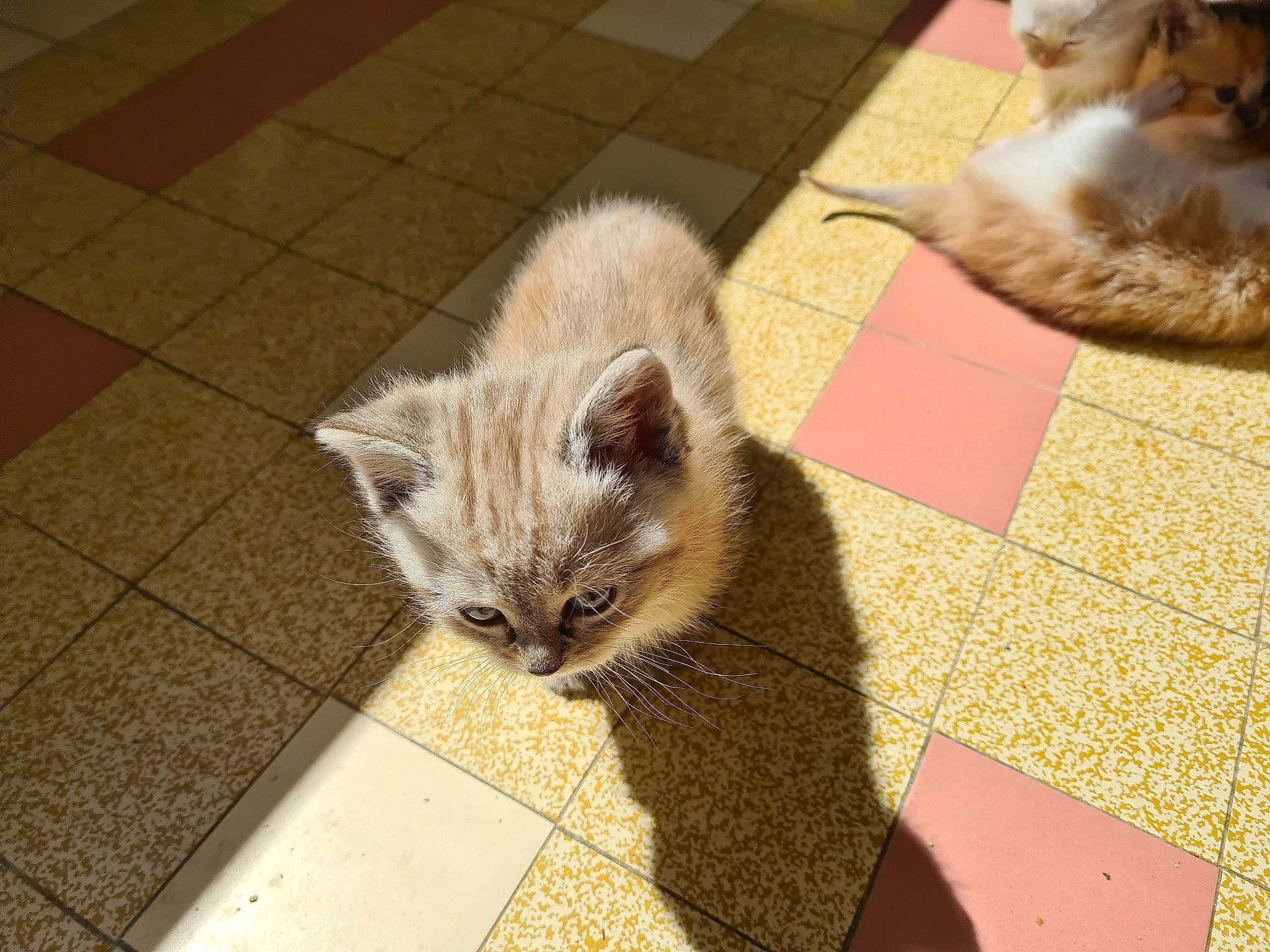 Kalie participe au concours pour gagner de l'argent avec cette photo : carnivore, cat, claw, comfort, domestic_short_haired_cat, fawn, felidae, floor, flooring, fur, grey, hardwood, paw, small_to_medium_sized_cats, snout, tail, tile, whiskers, window, wood