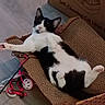 cat, black_and_white, relaxed, cardboard, scratcher, pet, indoor, floor, toy, plaything, paw, feline, animal, resting, comfortable, cute, domestic, sleepy, cozy, box