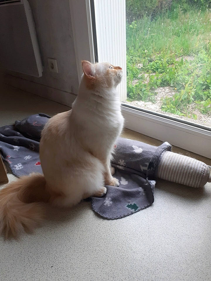 Pégase a rejoint le concours — aidez-le/la à gagner de superbes lots ! carnivore, cat, claw, comfort, fawn, felidae, flooring, foot, fur, hardwood, human_leg, paw, plant, room, small_to_medium_sized_cats, snout, tail, whiskers, window, wood