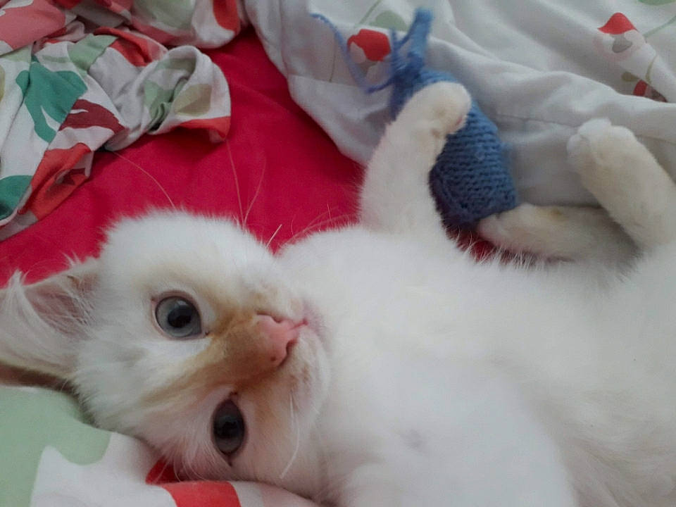 Pégase a rejoint le concours — aidez-le/la à gagner de superbes lots ! carnivore, cat, claw, comfort, fawn, felidae, fur, mammal, paw, small_to_medium_sized_cats, snout, vertebrate, whiskers