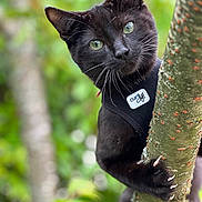 Pikachu a rejoint le concours — aidez-le/la à gagner de superbes lots ! animal, black_cat, cat, claws, climbing, closeup, curious, eyes, focus, fur, greenery, harness, mammal, nature, outdoor, pet, portrait, tree, whiskers, wildlife
