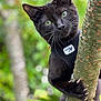 animal, black_cat, cat, claws, climbing, closeup, curious, eyes, focus, fur, greenery, harness, mammal, nature, outdoor, pet, portrait, tree, whiskers, wildlife