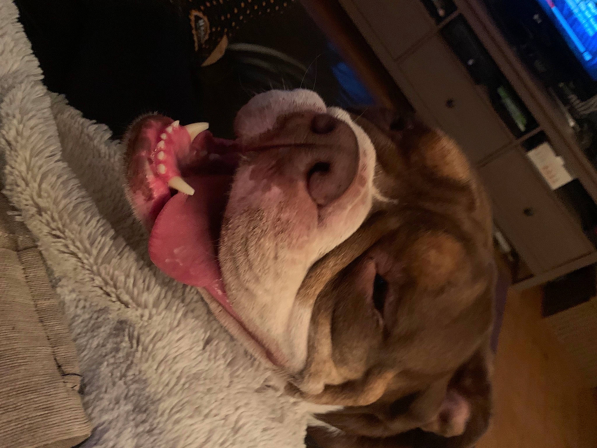 Duggie joined the competition — help win amazing prizes! canidae, comfort, companion_dog, computer_keyboard, dog, dog_breed, fawn, felidae, flesh, fun, fur, jaw, non_sporting_group, paw, sculpture, snout, sporting_group, suidae, working_animal, wrinkle