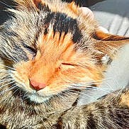 Loretta is registered to the contest to win money with this photo: cat, tabby_cat, close_up, sleeping, whiskers, fur, pet, animal, sunlight, resting, soft_surface, cute, domestic_cat, mammal, feline, relaxed, indoor, face, ears, nose