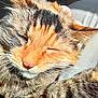 cat, tabby_cat, close_up, sleeping, whiskers, fur, pet, animal, sunlight, resting, soft_surface, cute, domestic_cat, mammal, feline, relaxed, indoor, face, ears, nose