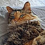 Loretta is registered to the contest to win money with this photo: cat, tabby, green_eyes, fluffy_fur, close_up, relaxed, indoor, pet, feline, whiskers, cute, cozy, soft_surface, animal, portrait, laying_down, fur_texture, domestic_cat, curious, resting