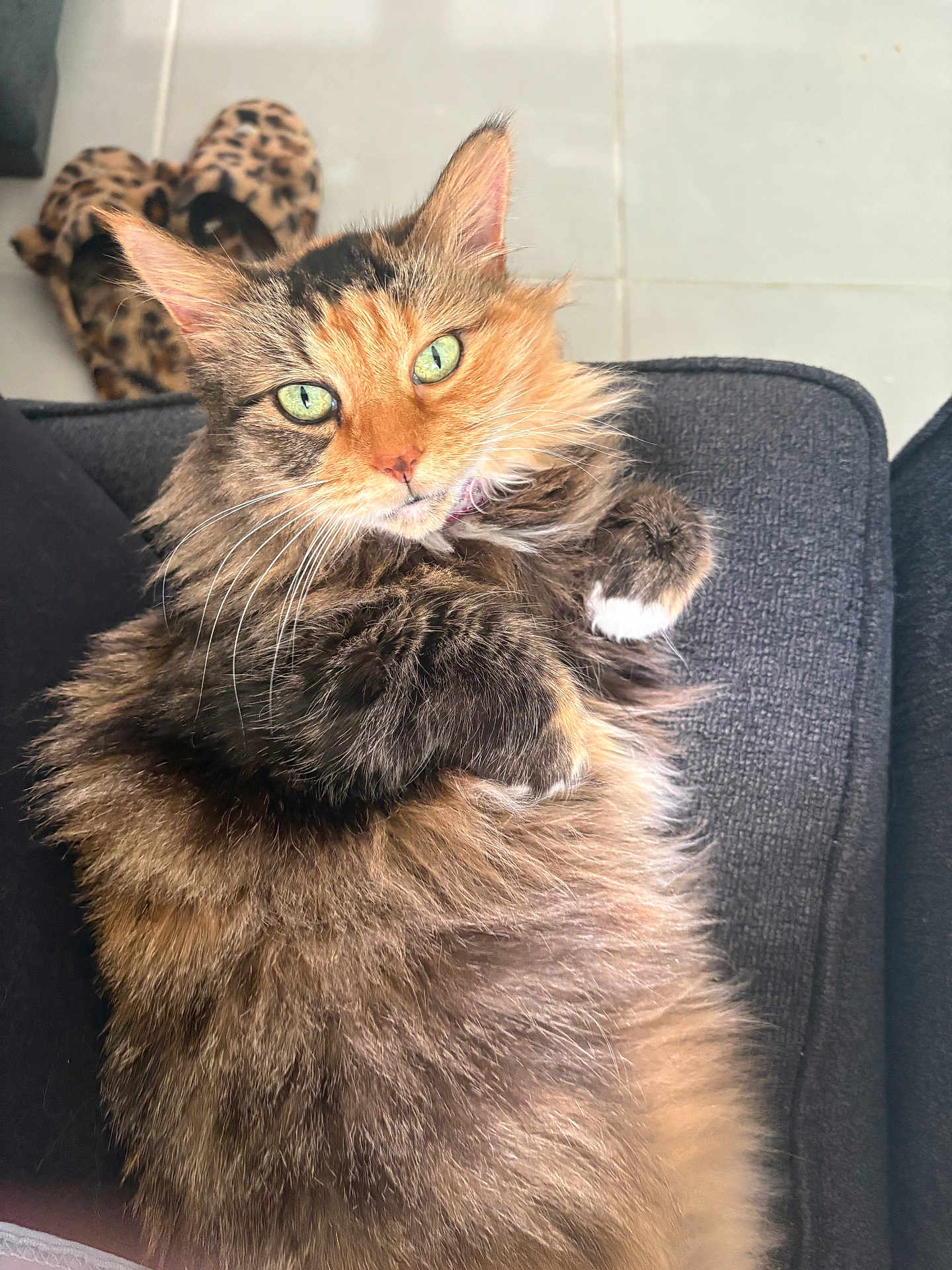 Loretta joined the competition — help win amazing prizes! cat, fluffy, green_eyes, couch, slippers, leopard_print, indoor, pet, feline, fur, relaxed, close_up, home, animal, whiskers, cute, looking_up, tile_floor, domestic, resting