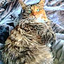 Loretta joined the competition — help win amazing prizes! cat, fluffy, green_eyes, tabby, calico, pet, feline, animal, cute, indoor, blanket, soft, comfort, relaxing, fur, whiskers, ears, closeup, resting, cozy