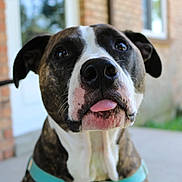 Tesla joined the competition — help win amazing prizes! dog, brindle, white, collar, tongue, close_up, pet, animal, outdoor, brick_wall, blurred_background, canine, face, ears, snout, sitting, curious, friendly, domestic_animal, portrait