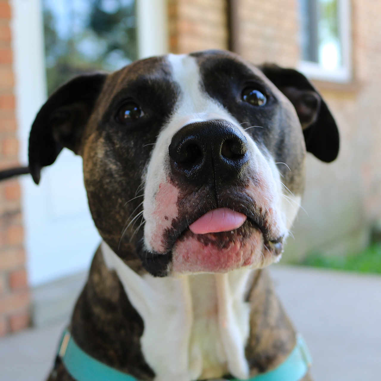 Tesla joined the competition — help win amazing prizes! dog, brindle, white, collar, tongue, close_up, pet, animal, outdoor, brick_wall, blurred_background, canine, face, ears, snout, sitting, curious, friendly, domestic_animal, portrait