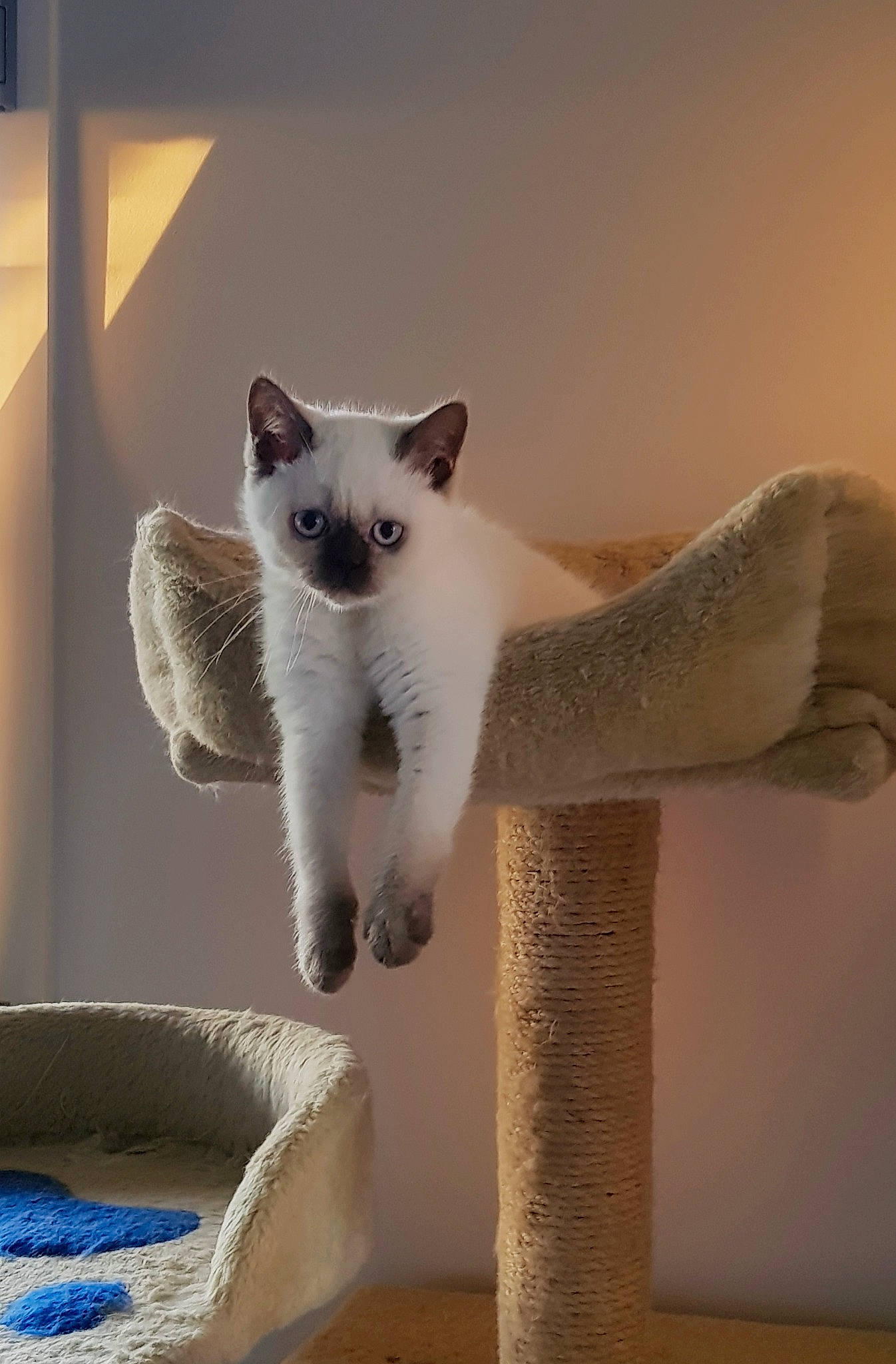 Ramcesse participe au concours pour gagner de l'argent avec cette photo : carnivore, cat, cat_bed, cat_furniture, cat_supply, domestic_short_haired_cat, fawn, felidae, fur, mammal, pet_supply, siamese, small_to_medium_sized_cats, snout, thai, tonkinese, vertebrate, whiskers