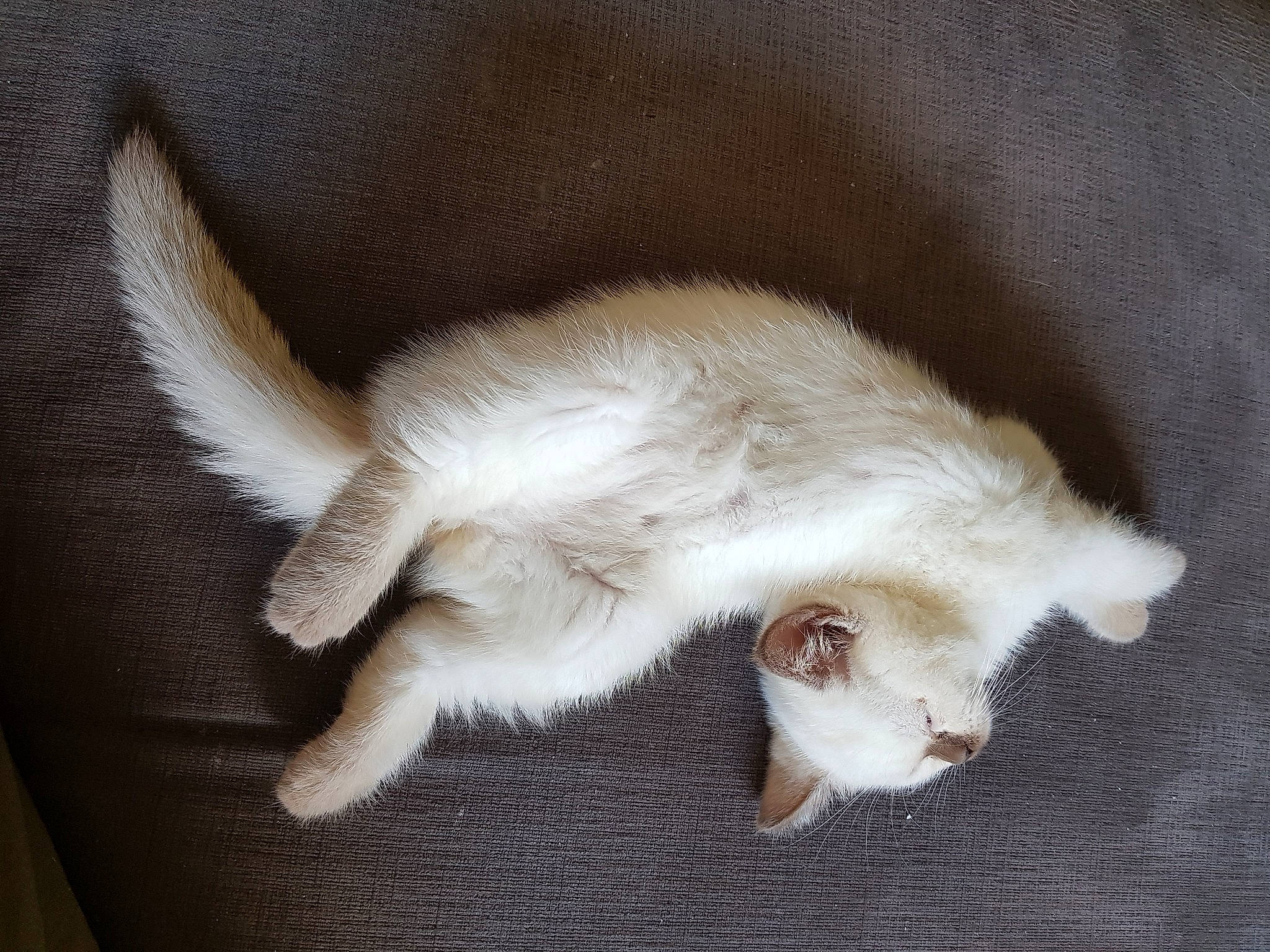 Ramcesse participe au concours pour gagner de l'argent avec cette photo : beige, carnivore, cat, claw, fawn, felidae, fur, liver, oriental_longhair, paw, small_to_medium_sized_cats, tail, terrestrial_animal, whiskers