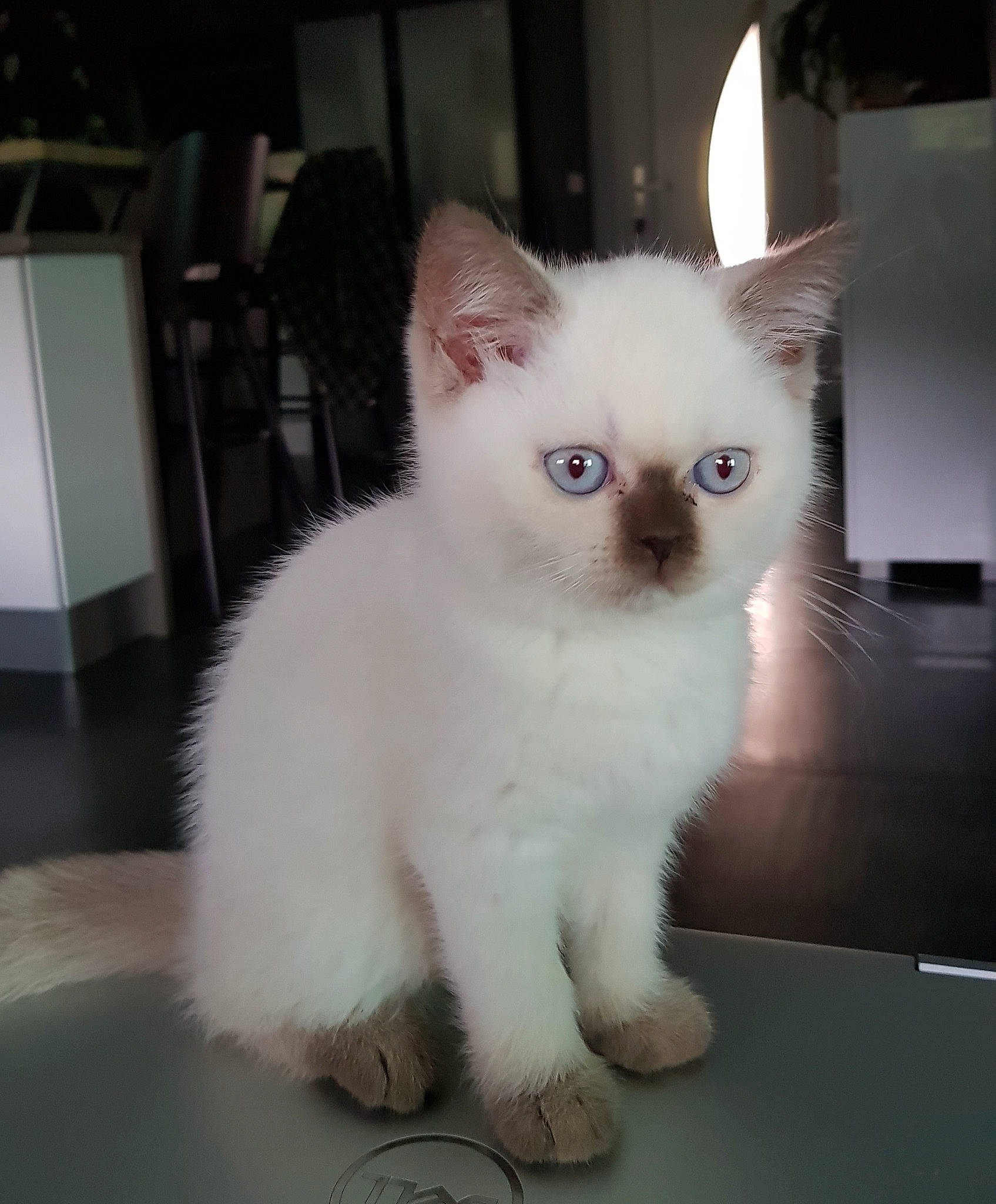 Ramcesse a rejoint le concours — aidez-le/la à gagner de superbes lots ! carnivore, cat, felidae, floor, flooring, fur, iris, ojos_azules, siamese, small_to_medium_sized_cats, snout, thai, whiskers