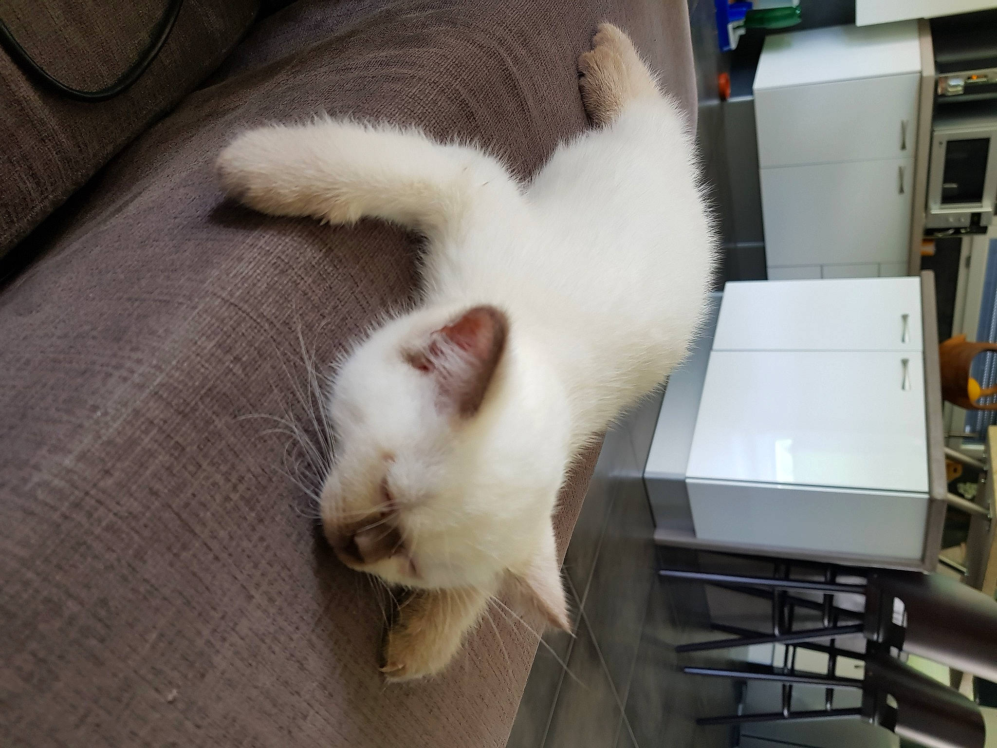 Ramcesse participe au concours pour gagner de l'argent avec cette photo : carnivore, cat, comfort, domestic_short_haired_cat, felidae, fur, paw, small_to_medium_sized_cats, snout, vertebrate, whiskers